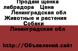 Продам щенка лабрадора › Цена ­ 40 000 - Ленинградская обл. Животные и растения » Собаки   . Ленинградская обл.